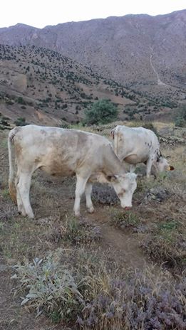 Elbistan Armutalan Köyü Resimleri 4