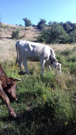 Elbistan Armutalan Köyü Resimleri 8
