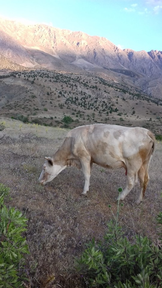 Elbistan Armutalan Köyü Resimleri 9