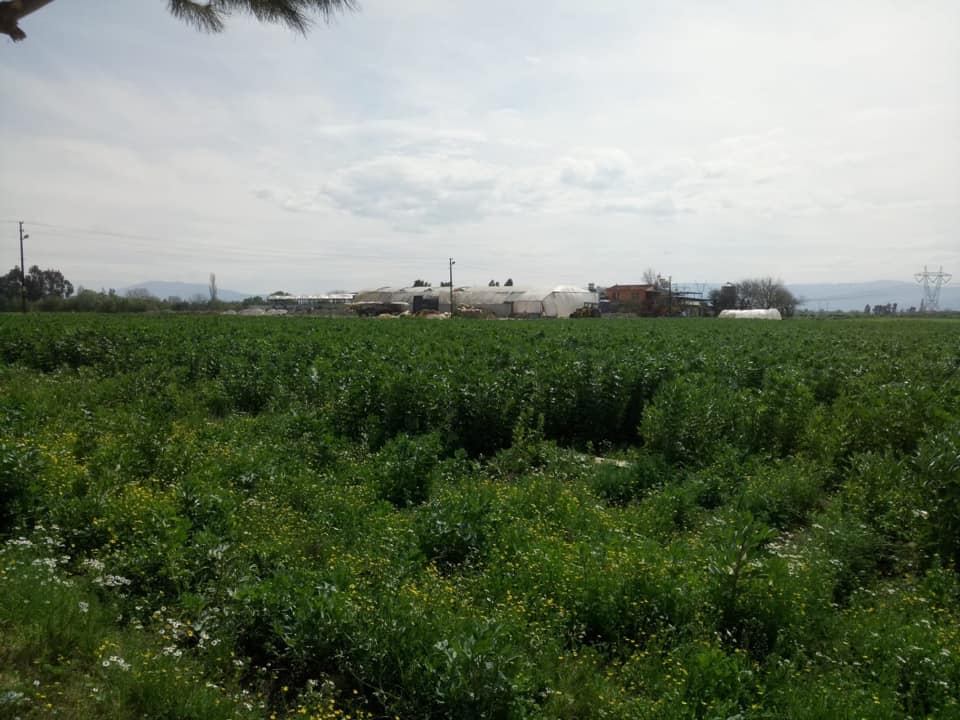 İncirliova Sandıklı Köyü Resimleri 2