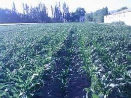 Elbistan Balıkçıl Köyü Resimleri 3