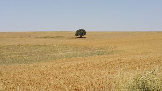Elbistan Beştepe Köyü Resimleri 2