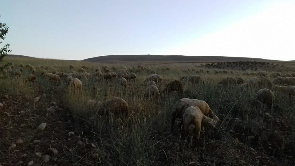 Elbistan Beyyurdu Köyü Resimleri 6