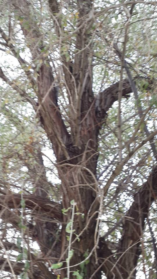 Elbistan Eldelek Köyü Resimleri 1