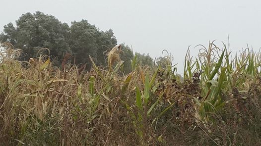 Elbistan Eldelek Köyü Resimleri 11