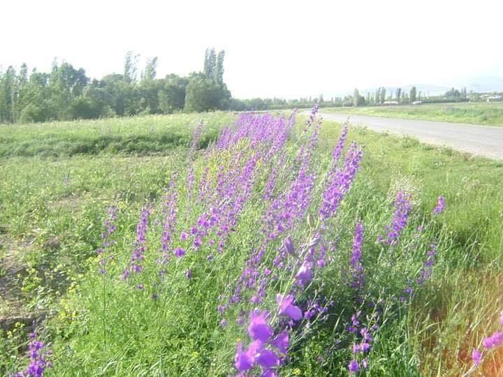 Elbistan Evcihüyük Köyü Resimleri 1