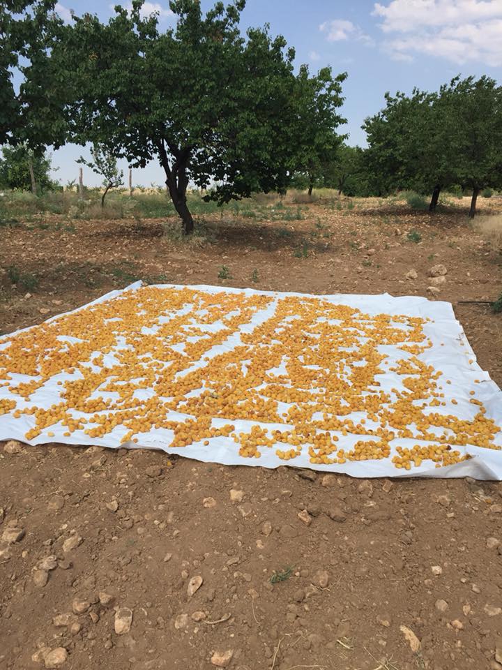 Elbistan Gökçek Köyü Resimleri 5