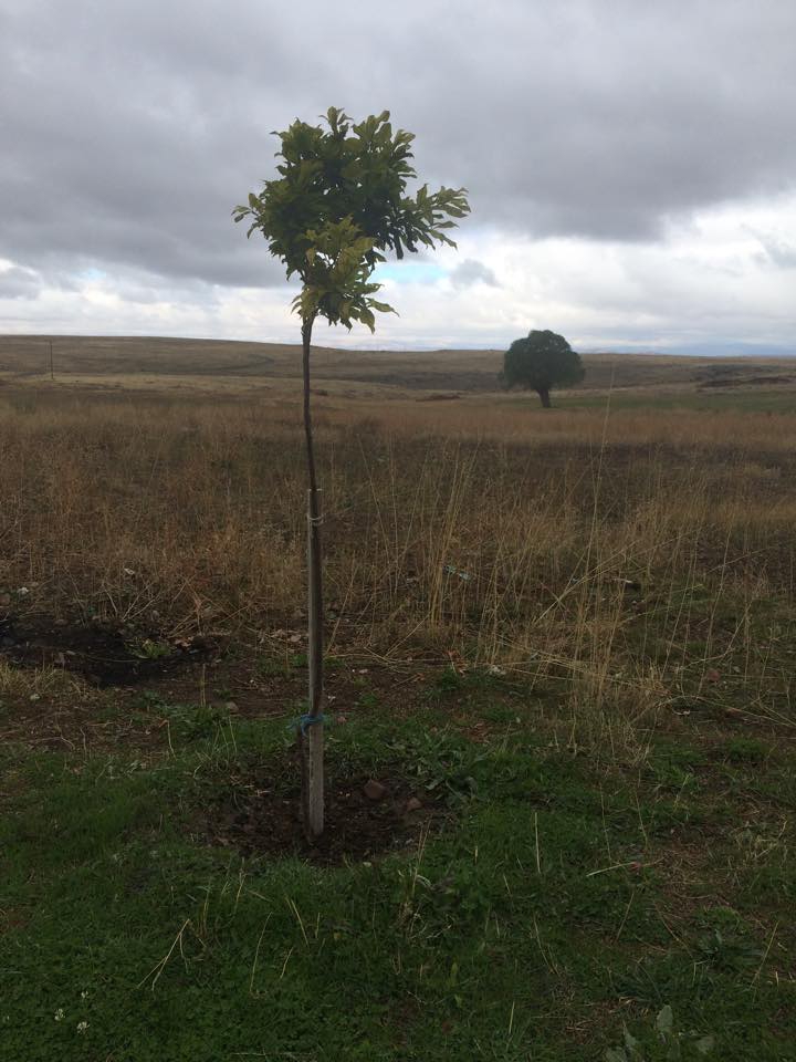 Divriği Yalnızsöğüt Köyü Resimleri 16