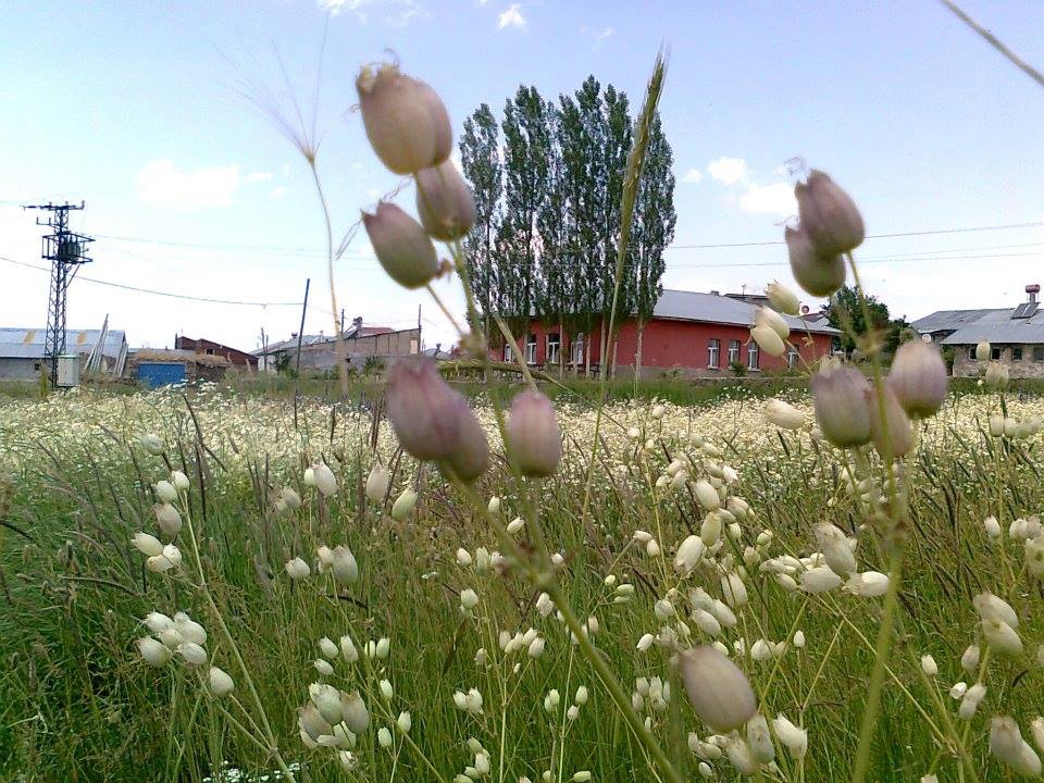 Divriği Yalnızsöğüt Köyü Resimleri 20