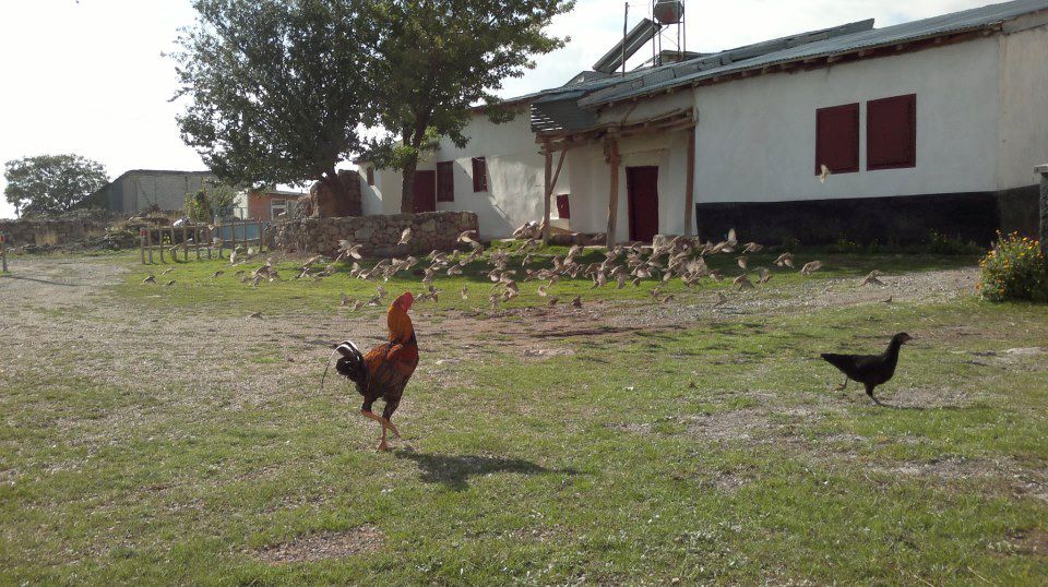 Divriği Yalnızsöğüt Köyü Resimleri 22