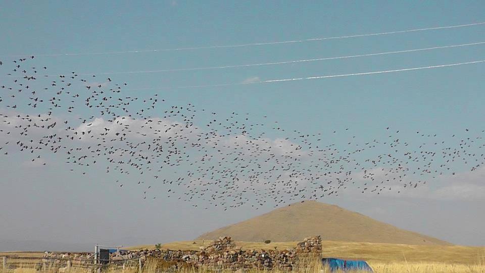 Divriği Yalnızsöğüt Köyü Resimleri 4