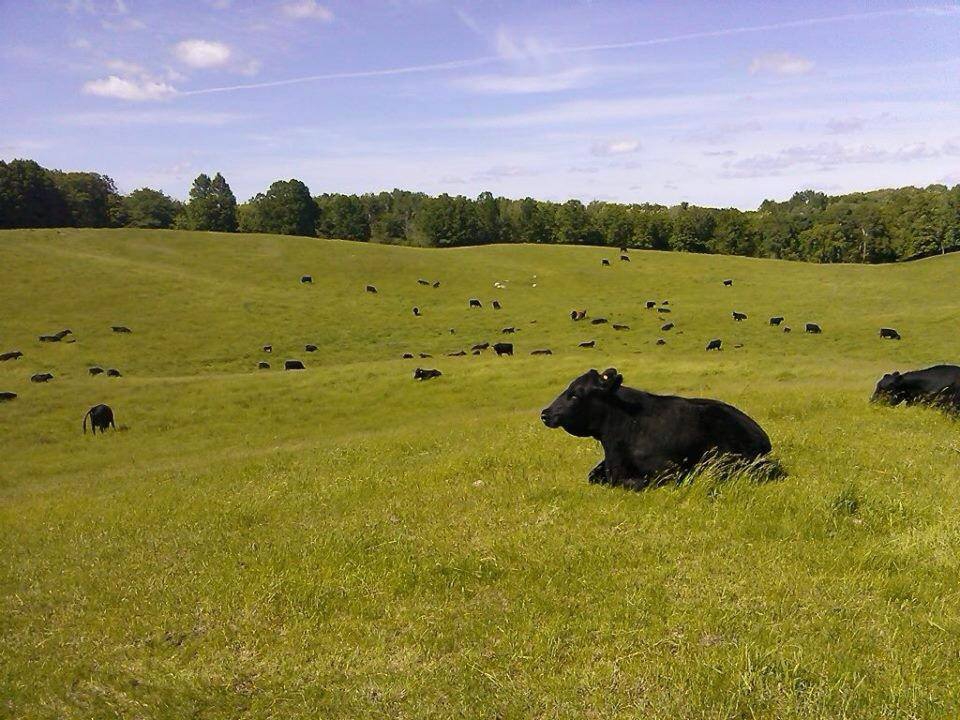 Elbistan Uzunpınar  Köyü Resimleri 11