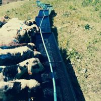 Çermik Recep Köyü Resimleri 4