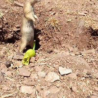 Çermik Recep Köyü Resimleri 7