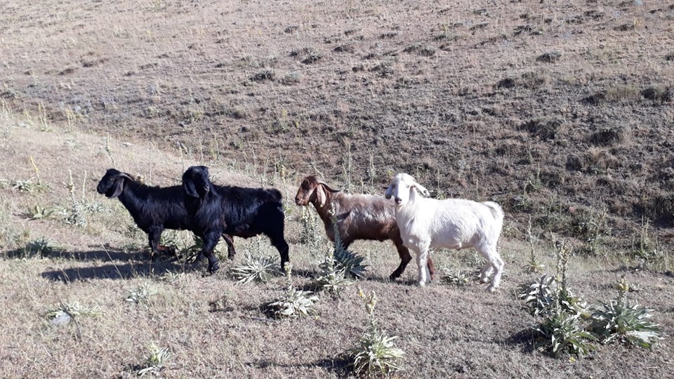 Çermik Recep Köyü Resimleri 8