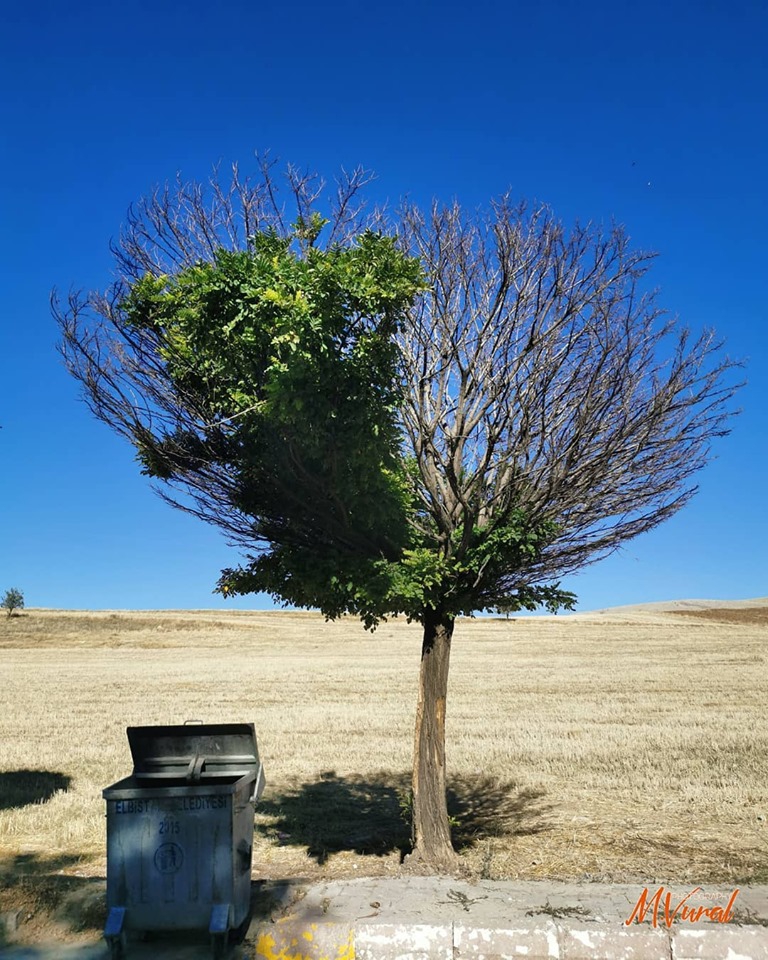 Elbistan Yapraklı Köyü Resimleri 7
