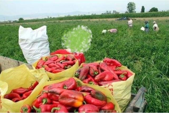 Acıpayam Akalan Köyü Resimleri 5