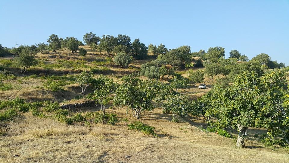 Koçarlı Bağcılar Köyü Resimleri 4