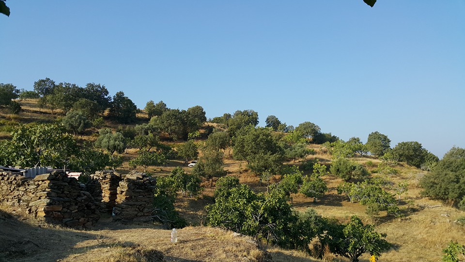 Koçarlı Bağcılar Köyü Resimleri 8