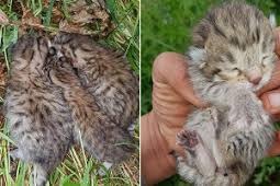 Çınar Akçomak Köyü Resimleri 2