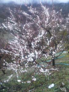 Adana Kozan Kabaktepe Köyü Resimleri 7