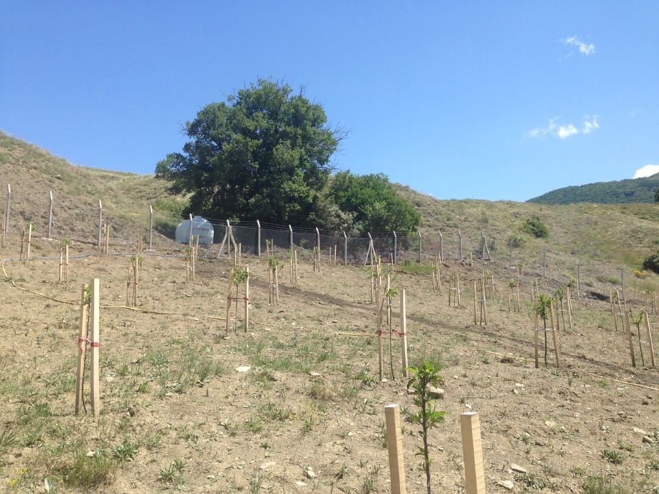 Doğanşar Darıkol Köyü Resimleri 12