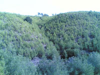 Adana Kozan Kızıllar Köyü Resimleri 28