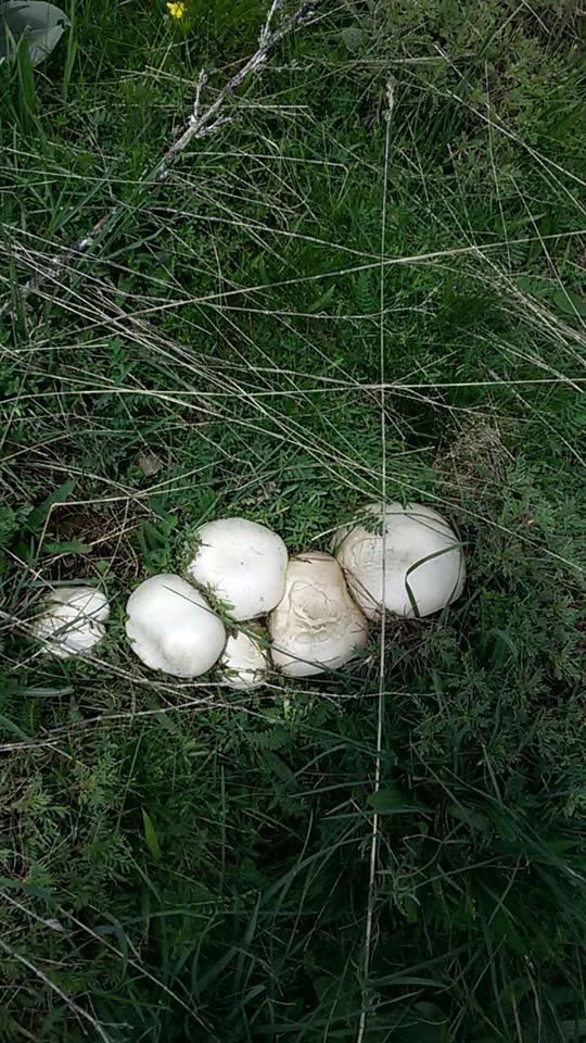 Doğanşar Kozağaç Köyü Resimleri 11