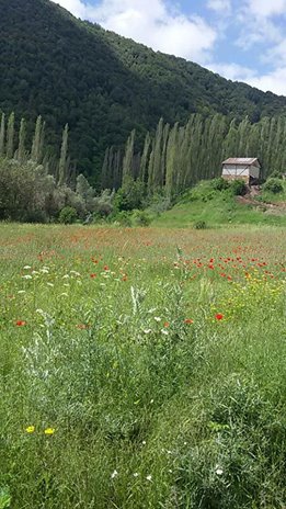 Doğanşar Kozağaç Köyü Resimleri 2