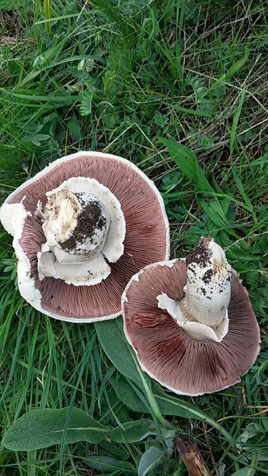 Doğanşar Kozağaç Köyü Resimleri 4