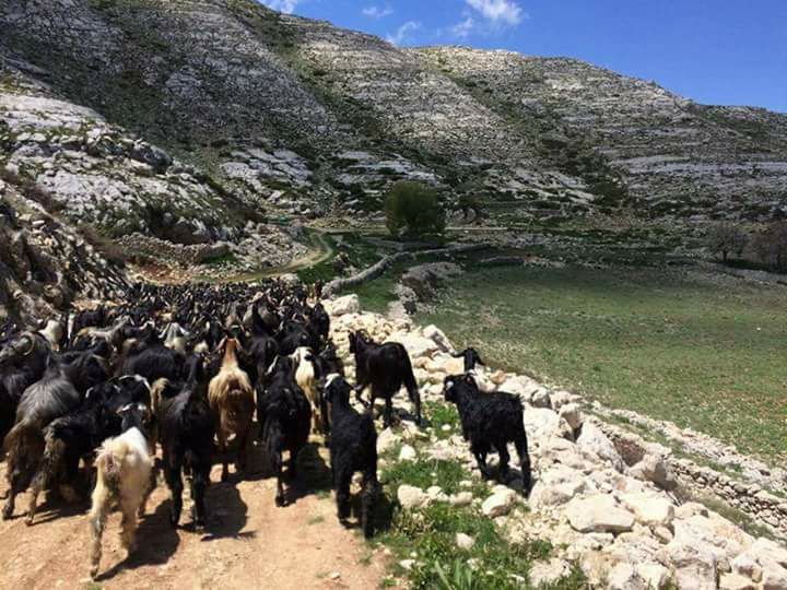Nazilli Kahvederesi Köyü Resimleri 2
