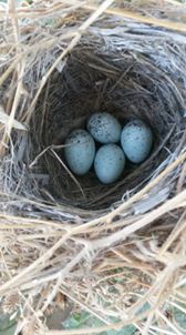 Çınar Ballıbaba Köyü Resimleri 2