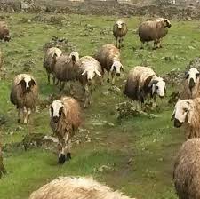 Çınar Ballıbaba Köyü Resimleri 5