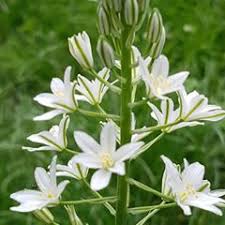 Çınar Başaklı Köyü Resimleri 4