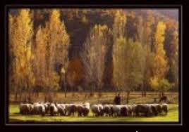 Çınar Başaklı Köyü Resimleri 5