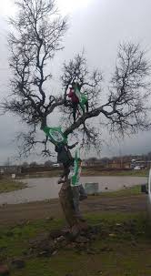 Çınar Bayırkonağı Köyü Resimleri 1