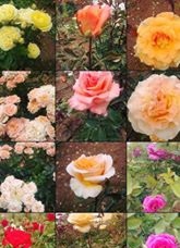 Çınar Beşpınar Köyü Resimleri 1