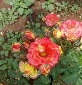 Çınar Beşpınar Köyü Resimleri 2