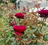 Çınar Beşpınar Köyü Resimleri 3