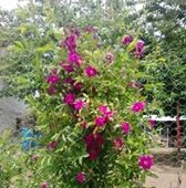 Çınar Beşpınar Köyü Resimleri 4