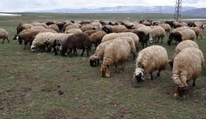 Çınar Biramehmetağa Köyü Resimleri 3