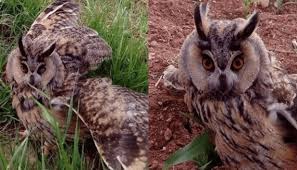 Çınar Bulutçeker Köyü Resimleri 1