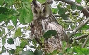 Çınar Bulutçeker Köyü Resimleri 2