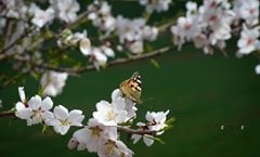 Çınar Düzova Köyü Resimleri 1