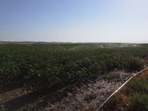 Çınar Ekinveren Köyü Resimleri 1