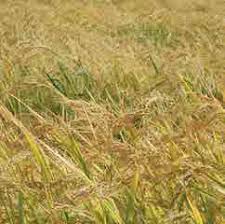 Çınar Ekinveren Köyü Resimleri 3