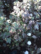 Çınar Gürses Köyü Resimleri 1