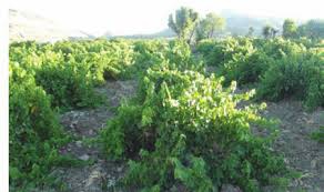 Çınar Halkapınar Köyü Resimleri 2