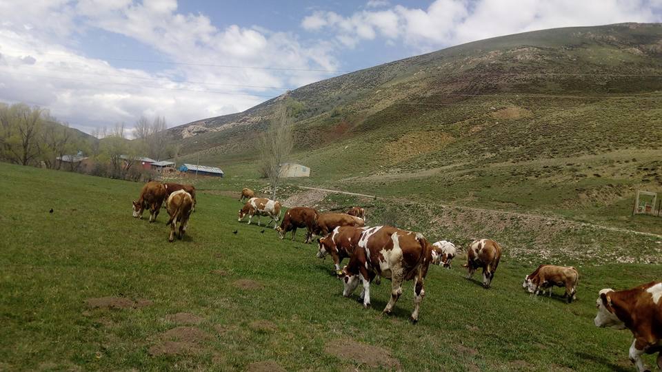 Çayırlı Büyük Gelengeç Köyü Resimleri 1