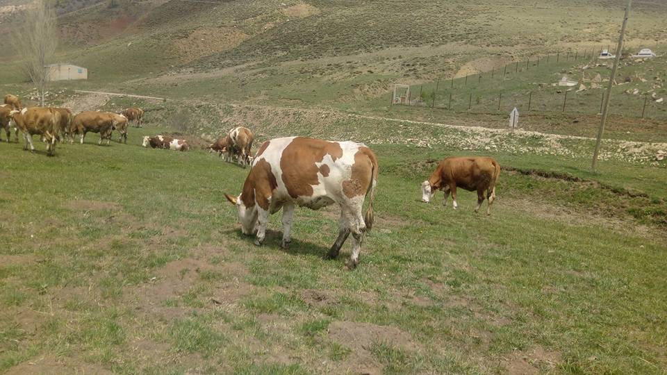 Çayırlı Büyük Gelengeç Köyü Resimleri 10